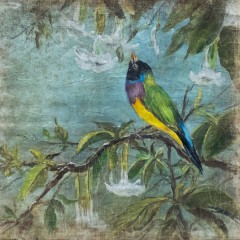 L'OISEAU AUX DATURAS (120x120cm)